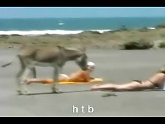 Ajeltu pillu petti hellyyttä